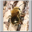 Osmia brevicornis - Mauerbiene m02b.jpg